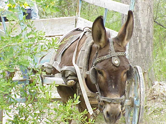   Mule & cart    Kizilcukur      Cappadocia